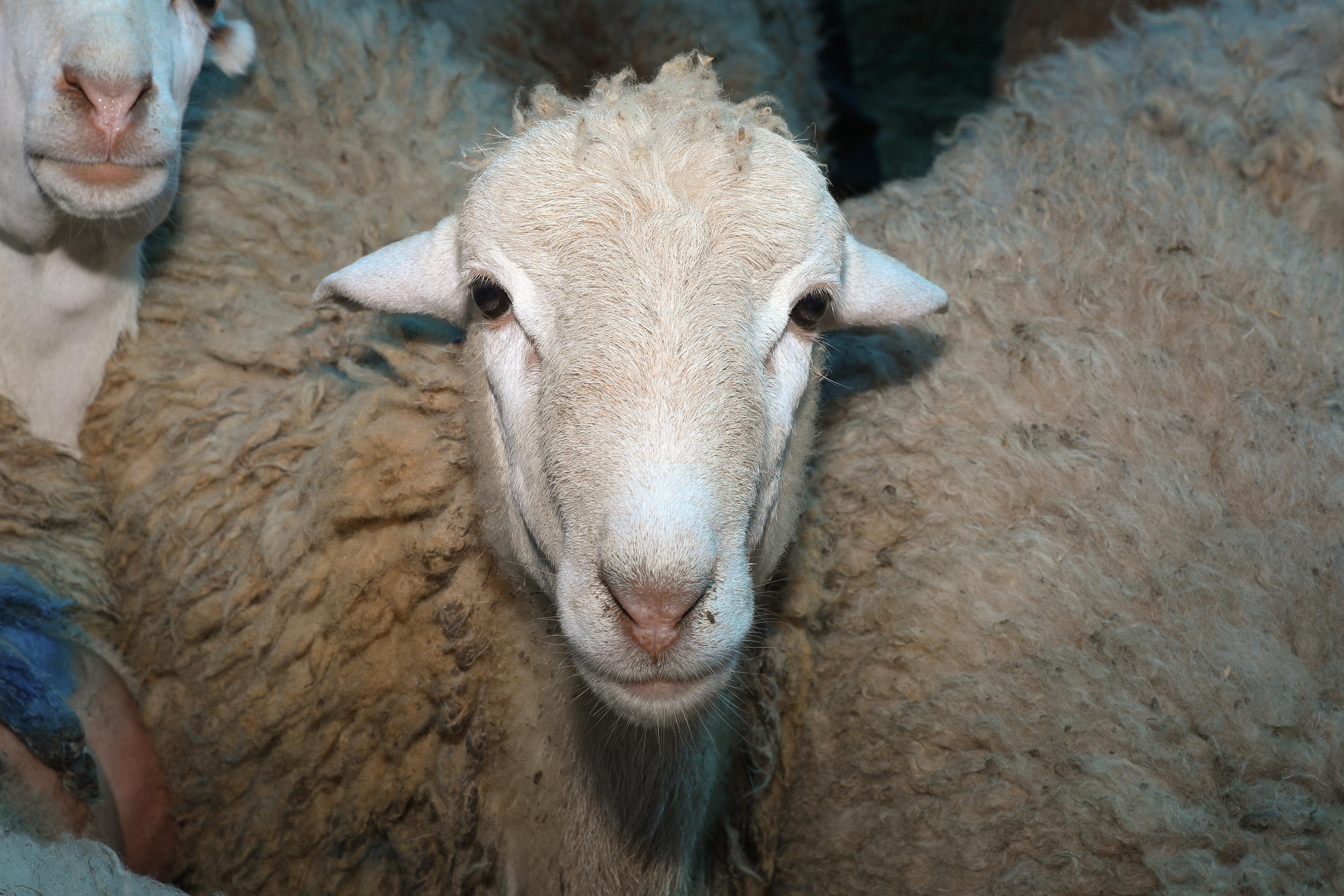 slider-image